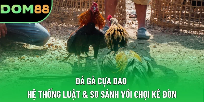 Đá Gà Cựa Dao | Hệ Thống Luật & So Sánh Với Chọi Kê Đòn