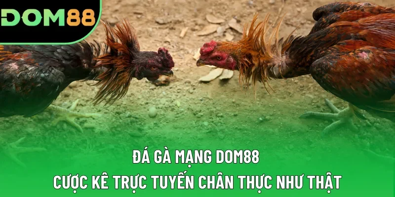 Đá Gà Mạng DOM88 | Cược Kê Trực Tuyến Chân Thực Như Thật