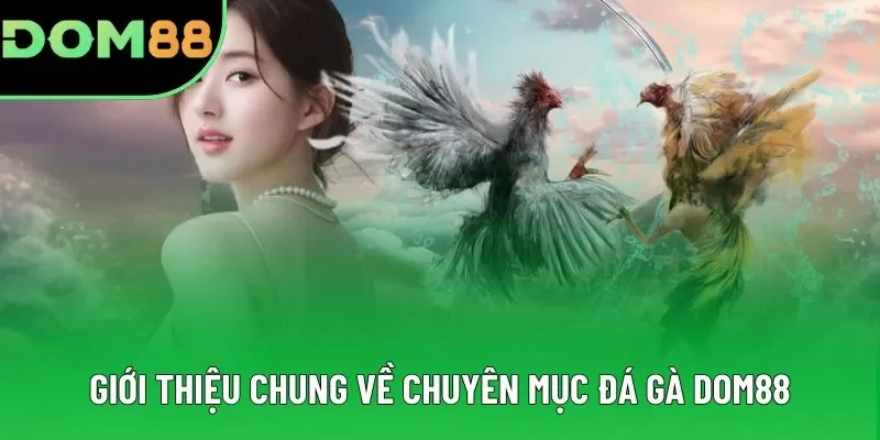 Giới thiệu chung về chuyên mục đá gà DOM88