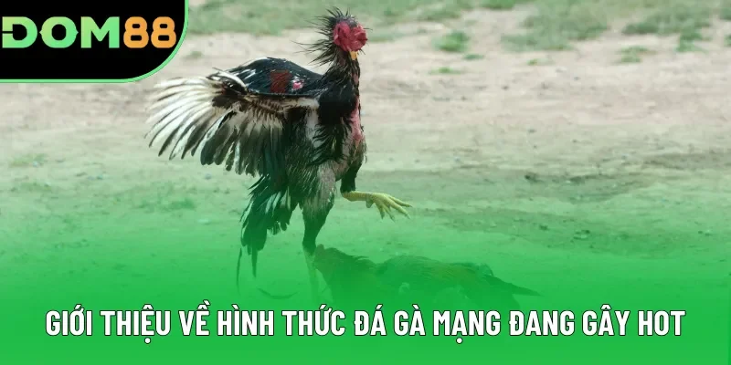 Giới thiệu về hình thức đá gà mạng đang gây hot