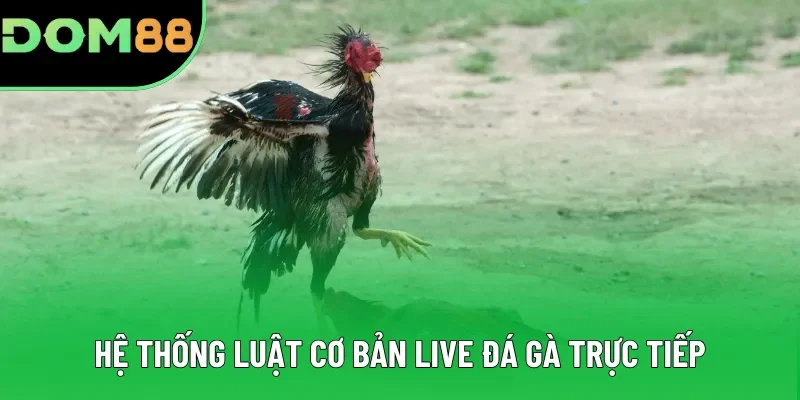 Hệ thống luật cơ bản live đá gà trực tiếp Hệ thống luật cơ bản live đá gà trực tiếp