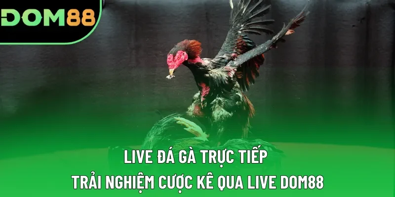 Live Đá Gà Trực Tiếp | Trải Nghiệm Cược Kê Qua Live DOM88