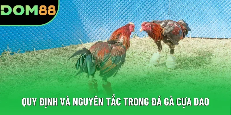 Quy định và nguyên tắc trong đá gà cựa dao