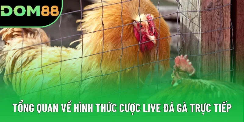Tổng quan về hình thức cược live đá gà trực tiếp Tổng quan về hình thức cược live đá gà trực tiếp