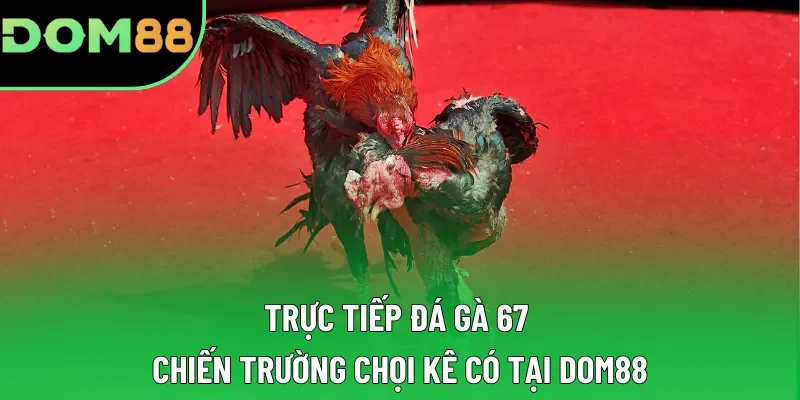 Trực Tiếp Đá Gà 67 | Chiến Trường Chọi Kê Có Tại DOM88